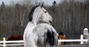 Monn beau gris (L)