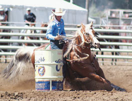 Palomino. Palomino Barrel Horse