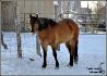 Geisha, pouliche QH x Canadienne :-) J'adore sa...