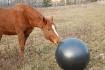 Zukeyni, le super cheval que j'ai en location...