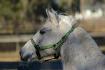 Belle bouille mon poney avec son licou tortue :)