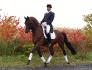 Bond James Bond, étalon trakehner 5 ans