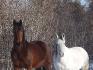 Mes deux amours!