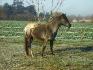 Mon étalon Underain Lo Streakin Appaloosa de 4 ans
