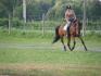 Moi et mon standardbred qui s'entraîne :)