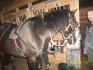 jack-son et son attelage quon a fabriquer 
