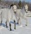 Shayla et Gulliver dans la neige <3