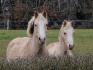 Mes zamours le regards vif :)