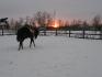 &Eacute;clipse, sell&eacute; en western. JADORE (L)