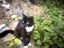 un chat sovage mais tres afertueuse enver nous!!!