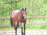 Rudolph  le cheval de mon amie (: 