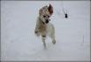 ma chienne dans la neige <3