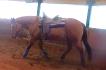 Ma belle jument de reining que j'adore :)