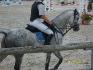 Cheval Gris Pommellé a une compétition de la FFE 2011