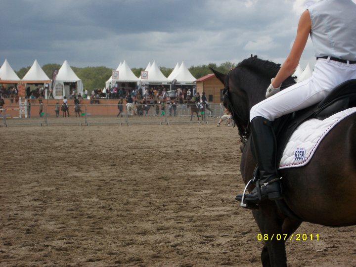 FFE, dressage. Cheval bais brulé a une compétition de dressage de la FFE 2011