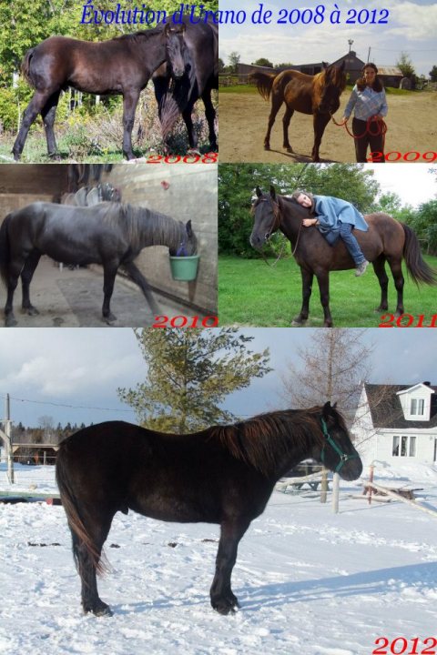 Cheval canadien. Évolution de mon cheval Canadien de 2008 à maintenant...Il a...
