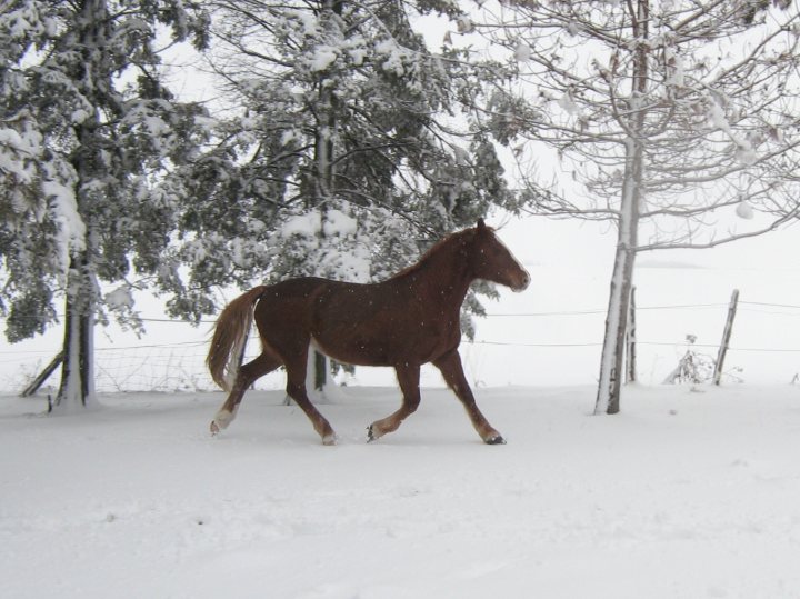 Jument, belge, quarter horse. Praline dans la neige! :O<3