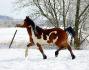 Bella qui s'amuse dans la neige !