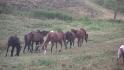 les chevaux au champs