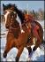Photo que j'ai pris de Vasko au galop cette...