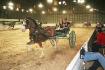 Moi avec JACK ! Mon cheval de cart pour les expos !