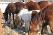 les poneys et chevaux du ranch 