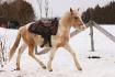 Un petit trot de plaisance, On dirais vraiment...