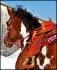Vasko, cheval de Raiinb0w_x, avec son beau p'tit...