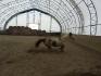 Poney de course ! 