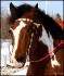 Petit portrait de Vasko, cheval de Raiinbow_x. ;-)