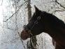 Mon ti Berlioz sous la neige :)
