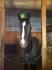Royal Senna vous souhaite une joyeux St-Patrick...