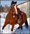 Encore Vasko, cheval de Raiinbow_x  :-)