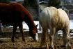 Les chevaux que je m'occupe pendant 10 mois :) chevaux de la...