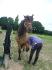 Mon autre cheval ! 10ans ensemble <3 Ma Princesse...