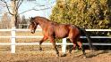 MOn Hustle qui sort ses allure de dressage,...