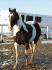 Mon cheval A Natural Léo alias Lou...:)!