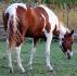 Bye Spanish Peppy Go bonne chance dans ta...