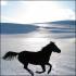 Mo&iuml;ka au galop et le paysage hivernal des pr&eacute;s...