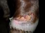 La blessure de mon poulain, 1 semaine !