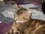 Lola qui a grandit, ENCORE EN TRAIN DE DORMIR !