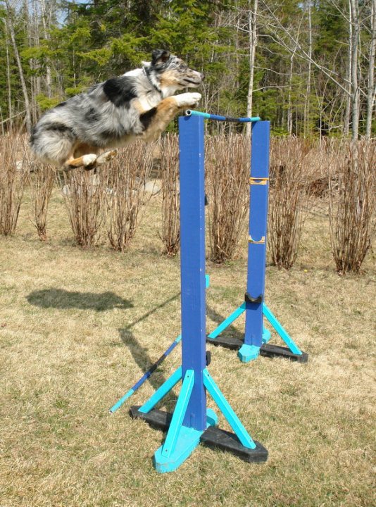 On recommence le saut en hauteur :)4 pieds 3 <3 Je l'aimme...