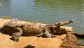ferme de crocodile
