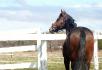 Voici Si-No, mon tout nouveau cheval, le premier...