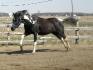 ma belle fifille en plein galop :)