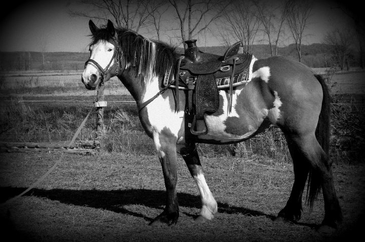 Jument, cheval canadien, paint horse. La jument a ma mère 'Bella" avec sa nouvelle selle