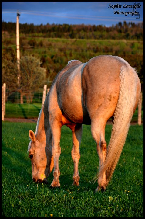 Quarter horse. Mon p'tit gars au soleil couchant de ce soir ;-)