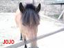 regarder mon poney qui est trop beau 