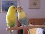 Mes perruches