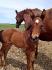 Nouvelle petite soeur à mon cheval <3 tellement...